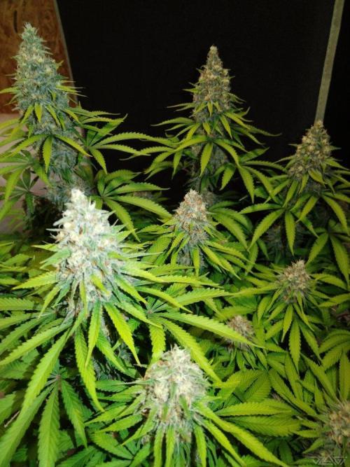 Ukhta. Fruit Gum. Week 19