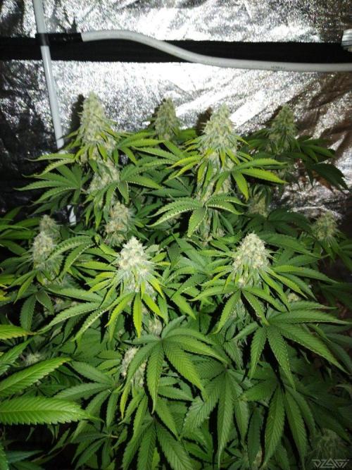 Ukhta. Fruit Gum. Week 19