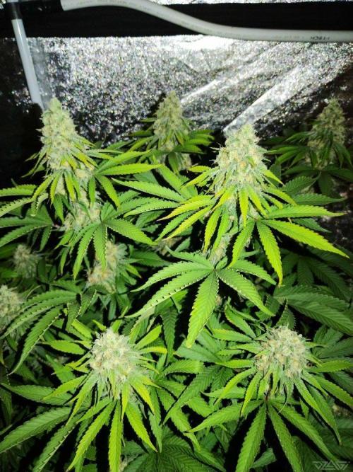 Ukhta. Fruit Gum. Week 19