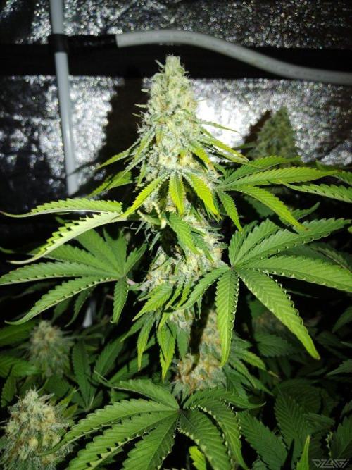Ukhta. Fruit Gum. Week 19