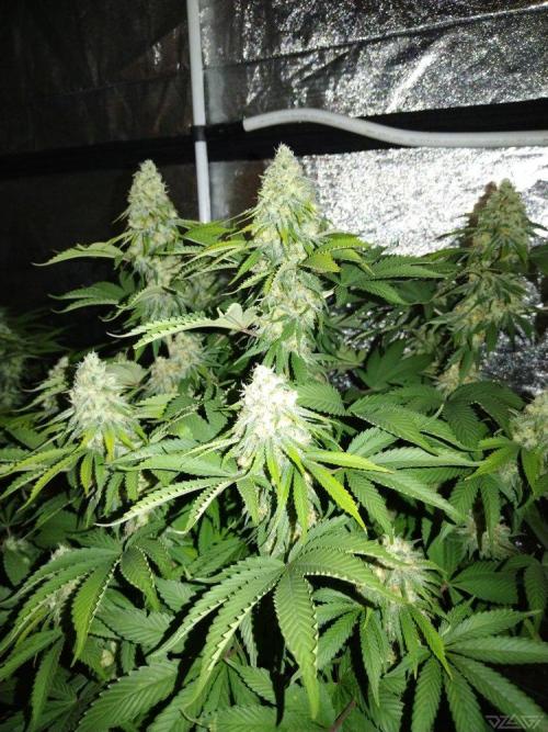 Ukhta. Fruit Gum. Week 19