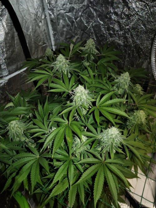 Ukhta. Fruit Gum. Week 19