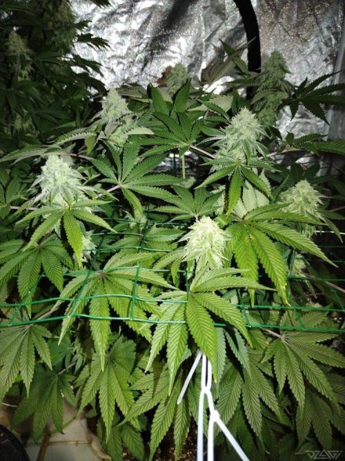 Ukhta. Fruit Gum. Week 19