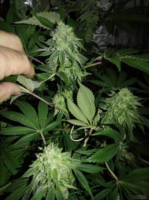 Ukhta. Fruit Gum. Week 19