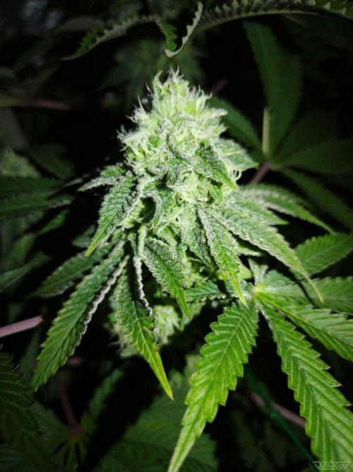 Ukhta. Fruit Gum. Week 19