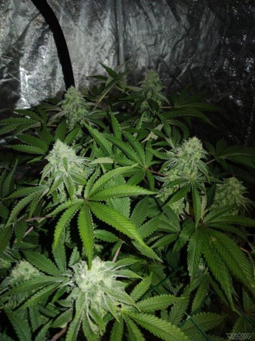 Ukhta. Fruit Gum. Week 19