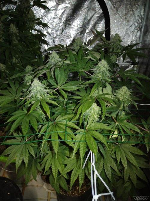 Ukhta. Fruit Gum. Week 19