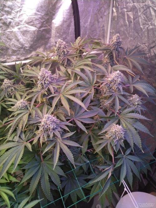 Ukhta. Fruit Gum. Week 20