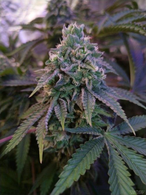 Ukhta. Fruit Gum. Week 20