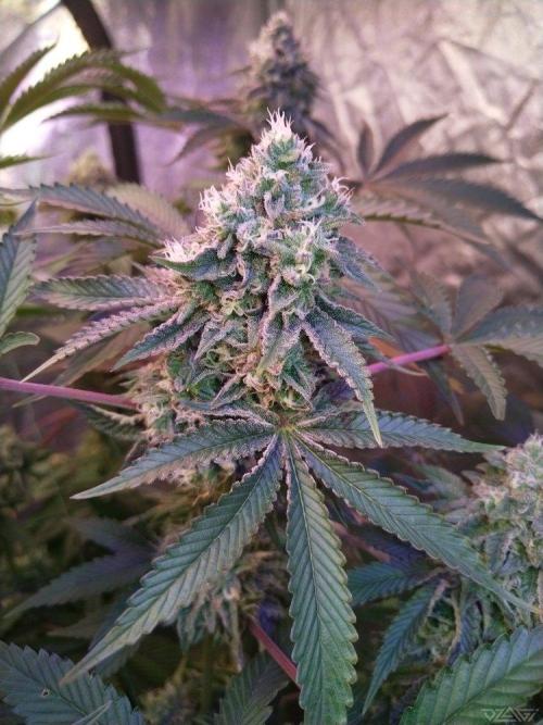 Ukhta. Fruit Gum. Week 20