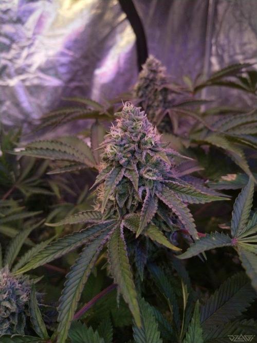 Ukhta. Fruit Gum. Week 20