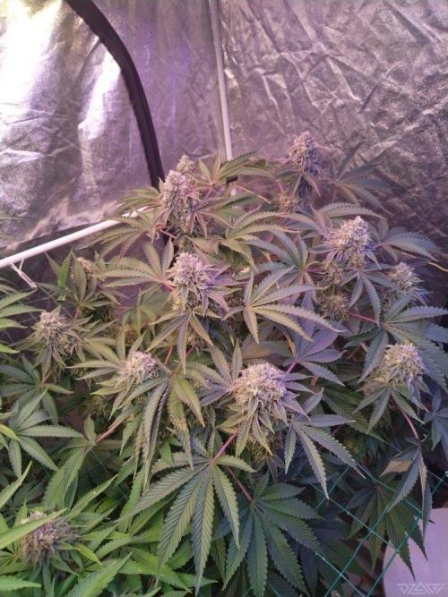 Ukhta. Fruit Gum. Week 20