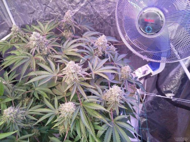 Ukhta. Fruit Gum. Week 20