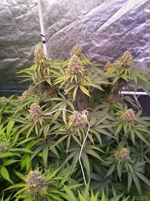 Ukhta. Fruit Gum. Week 20