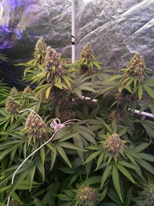 Ukhta. Fruit Gum. Week 20