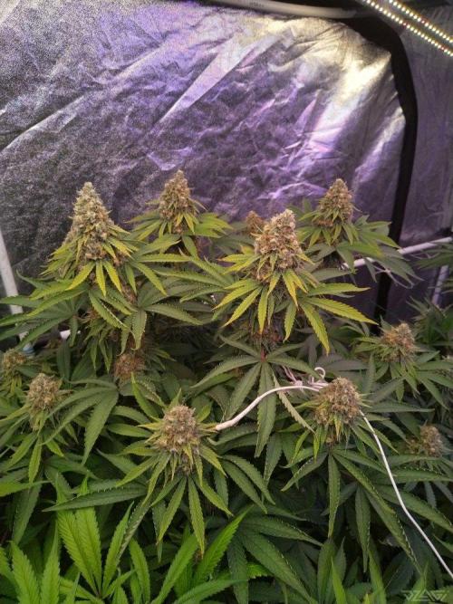 Ukhta. Fruit Gum. Week 20