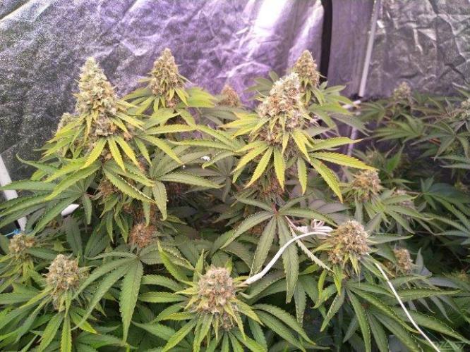 Ukhta. Fruit Gum. Week 20