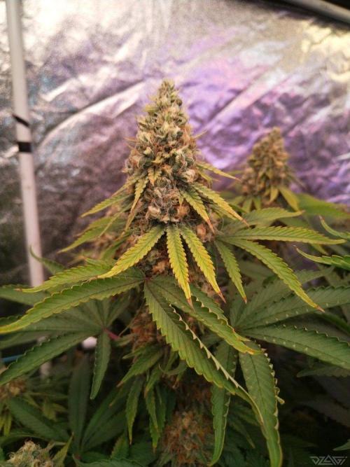 Ukhta. Fruit Gum. Week 20