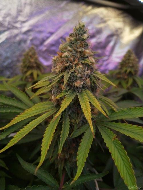 Ukhta. Fruit Gum. Week 20