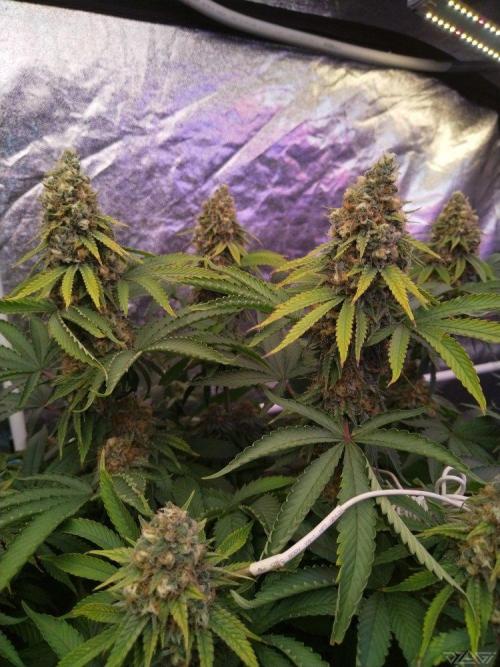 Ukhta. Fruit Gum. Week 20