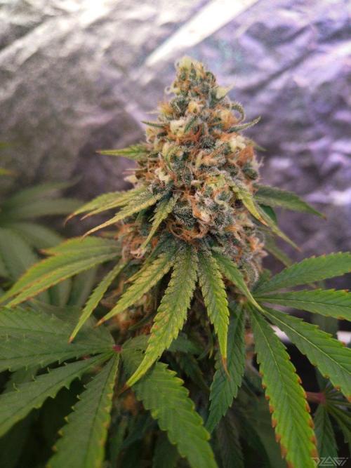 Ukhta. Fruit Gum. Week 20