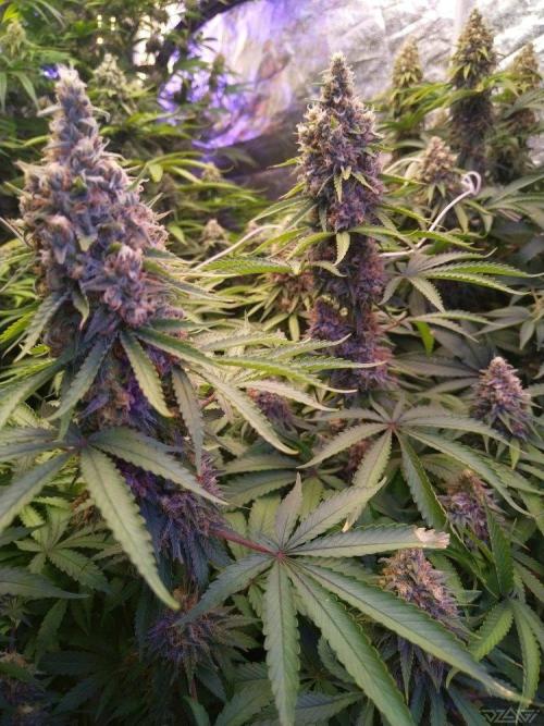 Ukhta. Fruit Gum. Week 20