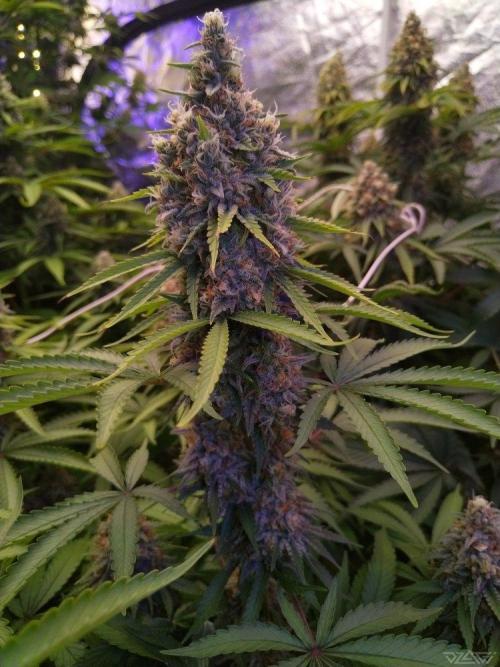 Ukhta. Fruit Gum. Week 20