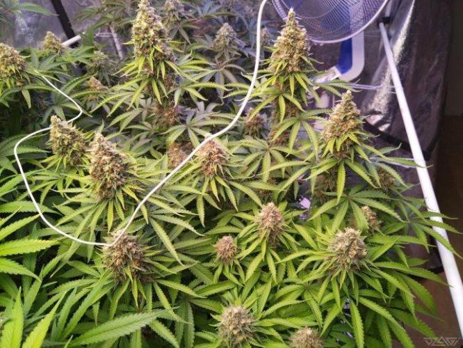 Ukhta. Fruit Gum. Week 20