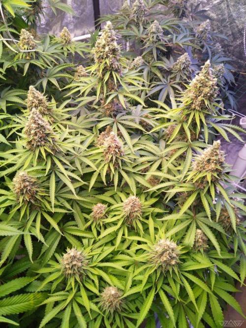 Ukhta. Fruit Gum. Week 20