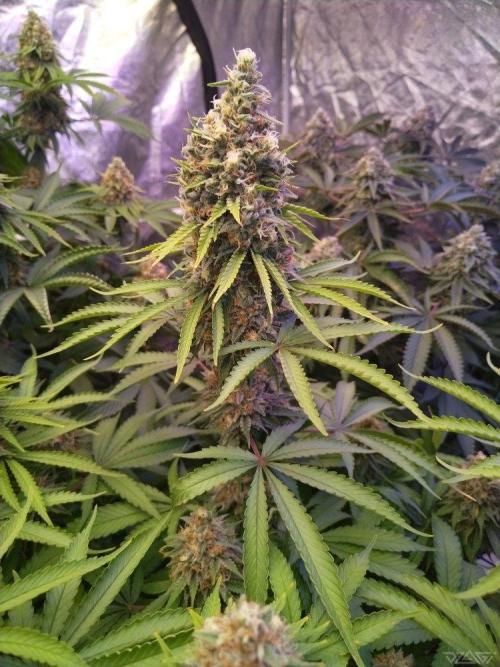 Ukhta. Fruit Gum. Week 20