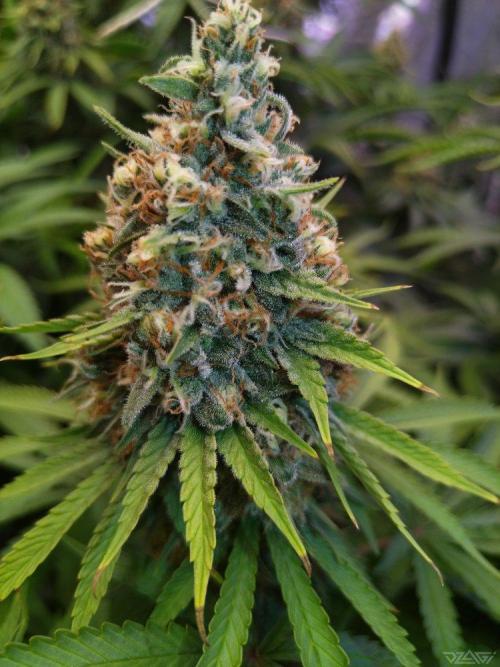 Ukhta. Fruit Gum. Week 20