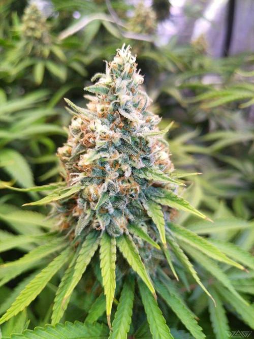 Ukhta. Fruit Gum. Week 20