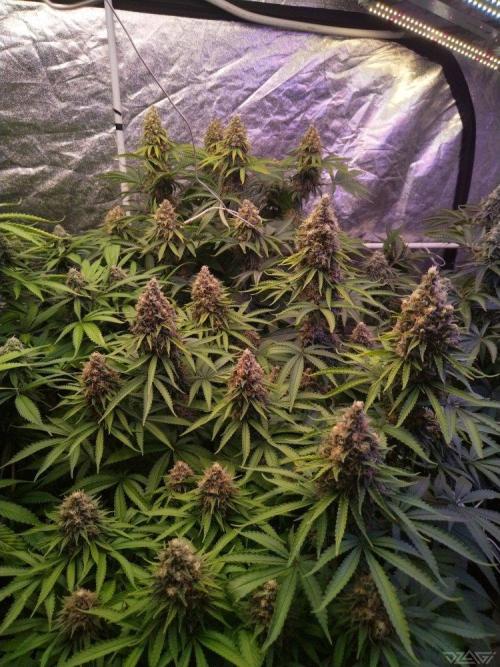 Ukhta. Fruit Gum. Week 20