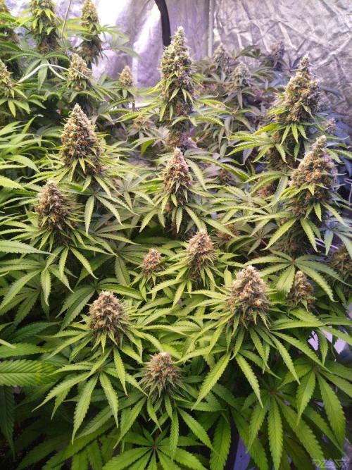 Ukhta. Fruit Gum. Week 20