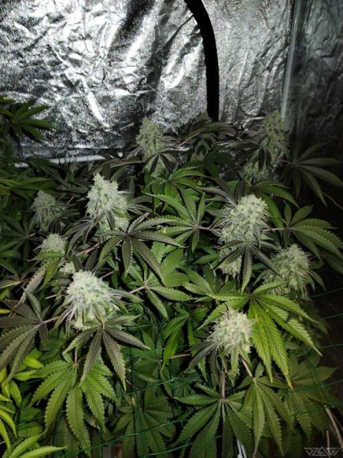 Ukhta. Fruit Gum. Week 21