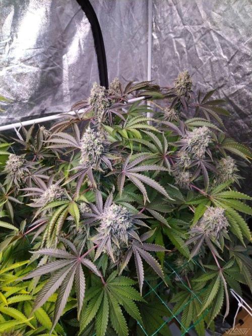 Ukhta. Fruit Gum. Week 21