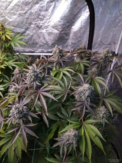 Ukhta. Fruit Gum. Week 21
