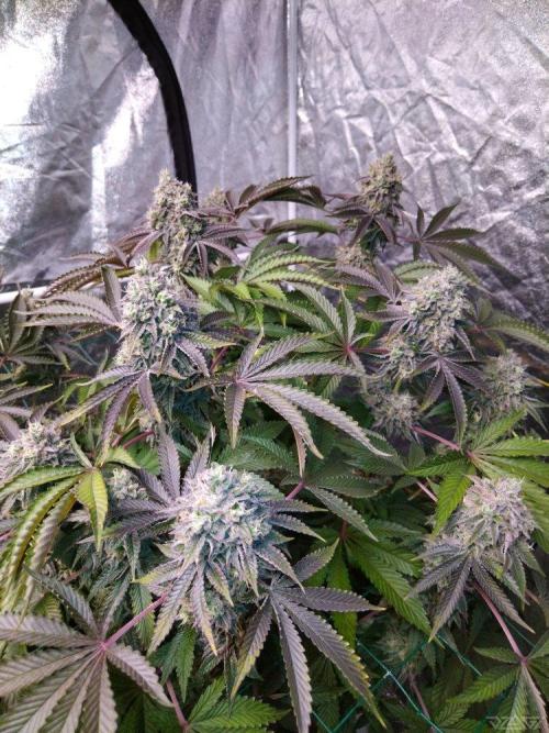 Ukhta. Fruit Gum. Week 21