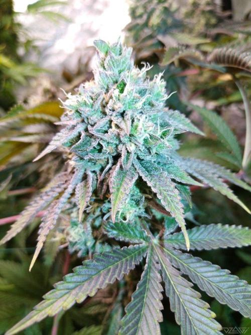 Ukhta. Fruit Gum. Week 21