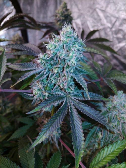 Ukhta. Fruit Gum. Week 21