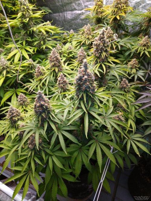 Ukhta. Fruit Gum. Week 21