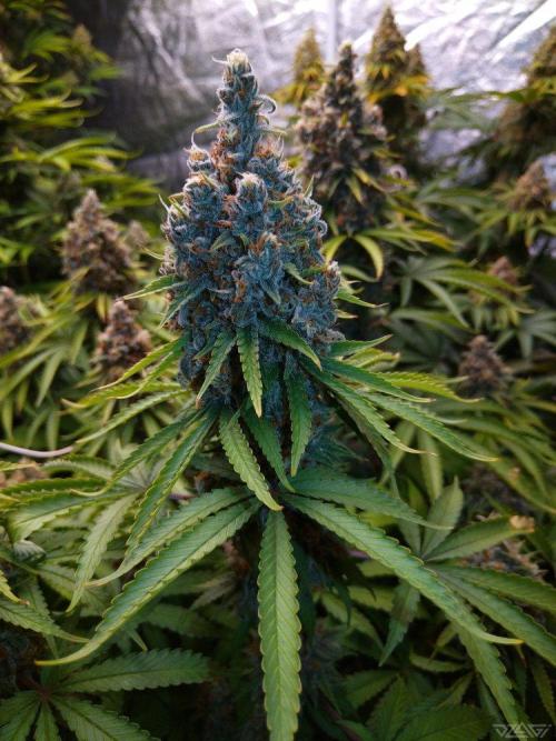 Ukhta. Fruit Gum. Week 21