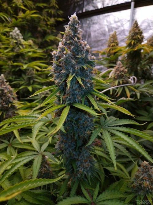 Ukhta. Fruit Gum. Week 21