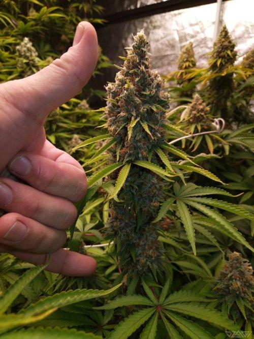 Ukhta. Fruit Gum. Week 21