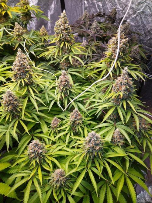 Ukhta. Fruit Gum. Week 21