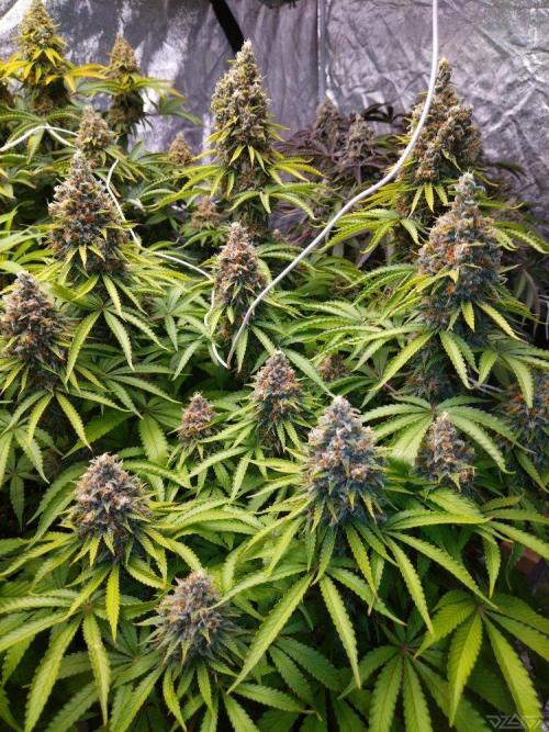 Ukhta. Fruit Gum. Week 21