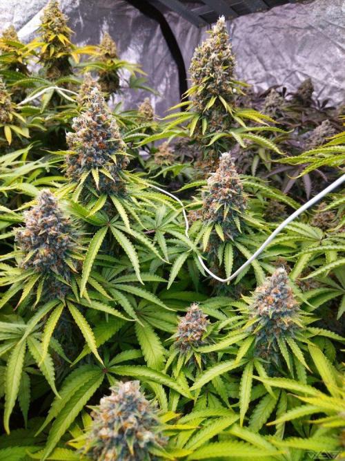 Ukhta. Fruit Gum. Week 21