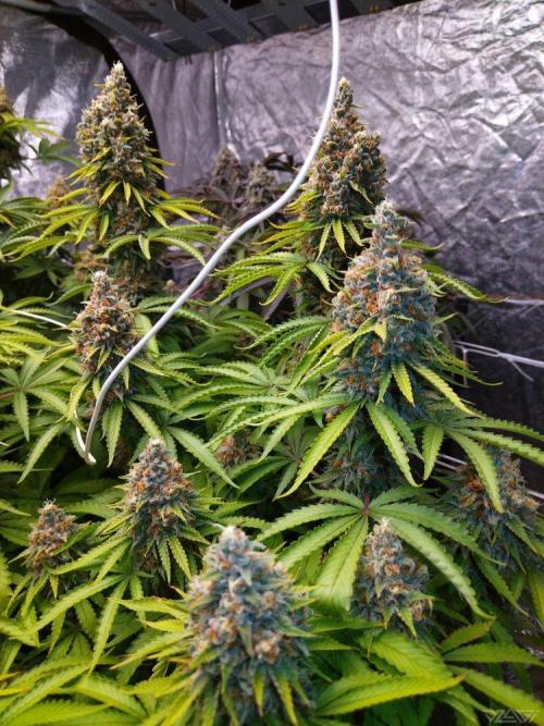 Ukhta. Fruit Gum. Week 21