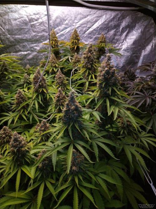 Ukhta. Fruit Gum. Week 21