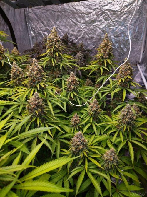 Ukhta. Fruit Gum. Week 21